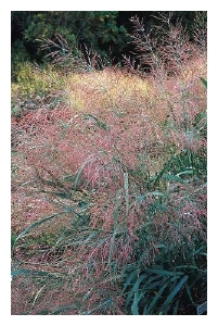 PANICUM virgatum 'Dallas Blue'